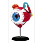 アオシマ 立体パズル 4D VISION 人体解剖 眼球解剖モデル