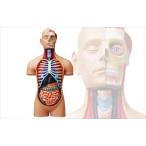 アオシマ 立体パズル 4D VISION 人体解剖 スーパーデラックス胴体解剖モデル
