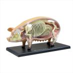 アオシマ 立体パズル 4D VISION 動物解剖 豚解剖モデル