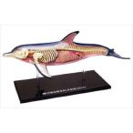 アオシマ 立体パズル 4D VISION 動物解剖 イルカ解剖モデル