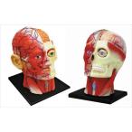 アオシマ 立体パズル 4D VISION 人体解剖 頭部断面解剖モデル