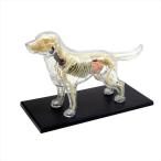 アオシマ 立体パズル 4D VISION 動物解剖 犬解剖スケルトンモデル