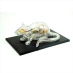 アオシマ 立体パズル 4D VISION 動物解剖 ネズミ解剖スケルトンモデル