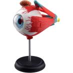 アオシマ 4D VISION 立体パズル No.2 人体解剖モデル 眼球解剖モデル