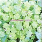 My Little Lover / organic（廉価盤） [CD]