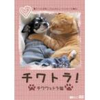 chiwa тигр! чихуахуа . тигр кошка *.( Lynn ). правильный ... Chan. вид ti four . каждый день! [DVD]