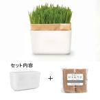  кошка . культивирование комплект HARIO HARIO...beji комплект N Cat's veg
