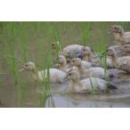 ショッピング新潟 2025年産　カモ農法コシヒカリ（無農薬・有機肥料）新潟県吉川区川谷産　棚田米　10ｋｇ