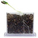 身の回りの生物(植物)A 93197 観葉植物 育て方 種類 値段 剪定 挿し木 病気 害虫 葉っぱ 学習教材 理科実験 小学校教材 幼児教育 教材