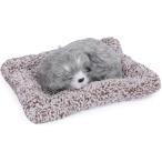 .. собака futon .syasya. быть . лицо ... талант пожалуйста серый 
