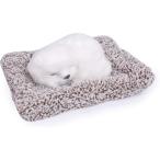 .. собака futon .syasya. быть . лицо ... талант пожалуйста белый 