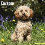 Cavapoo Calendar 2020