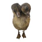 リアルな毛皮で覆われたアヒルの置物 収集価値のある動物の飾り 芝生農場用 ブラック