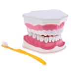 歯モデル 人間の歯キット 歯科モデル 歯科医教育 口腔モデル 歯科教育ツール 歯科歯モデル 研究助成 歯ブラシ付き PVC材料材質