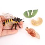 現実的な子供昆虫蜂成長サイクルフィギュアモデル学習生物学おもちゃ教材ロールプレイ