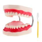 口腔歯科モデル 歯列模型 上下顎模型 歯形模型 舌モデル 歯ブラシ付き 歯科教具 PVC素材