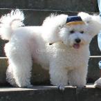  очаровательный собака бейсболка козырек шляпа настройка возможность солнечный колпак все 2 размер можно выбрать - S