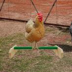  цыпленок жердочка попугай маленький магазин .... обратная сторона двор для мощный курица. ... балка зеленый 