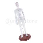 経絡モデル 子午線人体モデル 鍼治療 腕頭 子午線 医学教育 PVC硬質材料 実用 全2サイズ