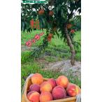 特選・長野県産桃【ワッサー】約5kg