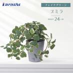 フェイクグリーン 観葉植物 フェイク 人工観葉植物_グリーンポット プミラ 1個_61-780-38-3_7890-81