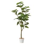 フェイクグリーン 大型 観葉植物 フェイク 人工観葉植物_フィカスウンベラータ(人工樹木) 155cm 1台_61-806-81-2_8725-9614