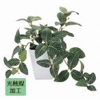  искусственная зелень дезодорация декоративное растение поддельный человеческий труд декоративное растение _ зеленый pot &lt; фотокаталитический обработка &gt; Fit nia1 шт. _7D-21-4-2_8188-193