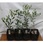 選べるオリーブの木、鉢植（苗木））5号ポット幼苗4品種４本セット、樹高30cm内外、商品情報のリストの中からお選びください（5ps-ｘ)