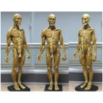 人体模型 人体モデル 1:3 人体筋肉模