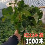 【予約商品】【紅はるか1000本】【2026年令和8年度分】サツマイモ苗 紅はるか【 切り苗1000本】登録品種（登録名　べにはるか）【送料無料】