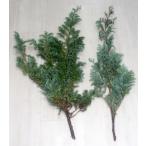 him Roth gihimro криптомерия срезанный цветок живые цветы рождественский венок swag материал цветок lease цветок дизайн срезанный цветок 