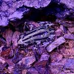 ( организм )senegaruga L 