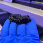 ( организм )koikokega L 