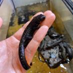 ( организм )okinawasili талон тритон золотая пыль 