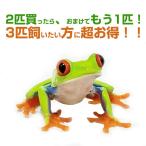 （生体）アカメアマガエル2匹＋1匹おまけ！