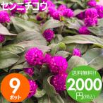 花苗 夏 センニチコウ 苗 花色おまかせ9ポットセット 