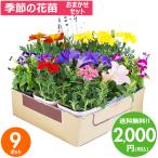 ショッピング春 花苗 春 セット 季節の花苗おまかせ9ポット ガーデニング 花壇 送料無料 沖縄・離島を除く