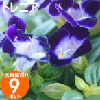 花苗 夏 トレニア 苗 花色おまかせ9ポットセット ガー
