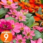  цветок рассада весна jinia рассада цветок цвет случайный 9 pot комплект садоводство оптимальный. бесплатная доставка Okinawa * исключая отдаленные острова 
