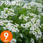 花苗秋冬アリッサム苗花色おまかせ9...
