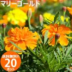 花苗春夏マリーゴールド花色おまかせ...