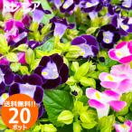 花苗 夏 トレニア 苗 花色おまかせ20ポットセット ガ