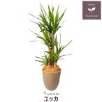 観葉植物ユッカ樹脂鉢カバーブラウン...