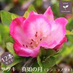  Satsuki азалия подлинный .. месяц 12 шт. комплект 15cm pot растение садовое дерево вечнозеленый низкий дерево бесплатная доставка Okinawa * исключая отдаленные острова 