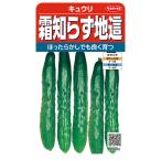 野菜の種　実咲野菜0470 霜知らず地這 キュウリ