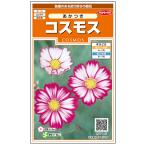  цветок. вид реальный . цветок 7185 Cosmos .. есть sakata. tane