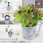 野菜の種　レタスミックスをマグカップで育てる栽培セット