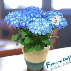 父の日 ギフト プレゼント アジサイ5号 ブルー系 オリジナルバスケット【父の日 プレゼント 6月15日 鉢花 フラワーギフト 送料無料 沖縄・離島を除く】