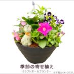 お買得！季節の寄せ植え 早春 丸型黒鉢 ギフトにも最適な季節のお花を寄せ植えに。   送料無料 沖縄・離島を除く