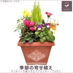 お買得！季節の寄せ植え 春 アンティーク調スクエアプランター ブラウン　ギフトにも最適な季節のお花を寄せ植えに。   送料無料 沖縄・離島を除く